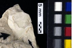 Foto (Detailansicht) von Isopoda indet. (NHMW-GEO-1990-0041-0128)